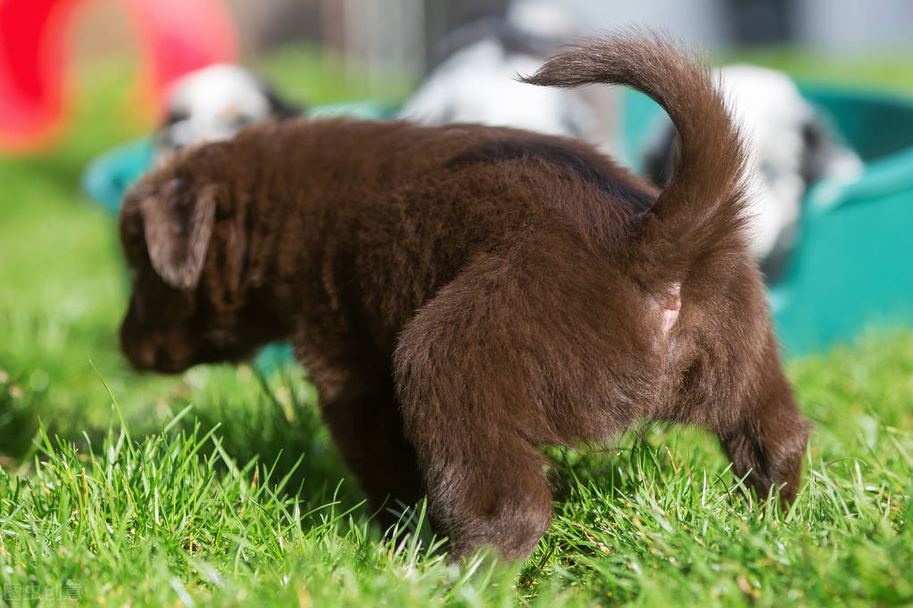 狗狗尿多尿频怎么治,狗狗突然尿频吃什么药最好