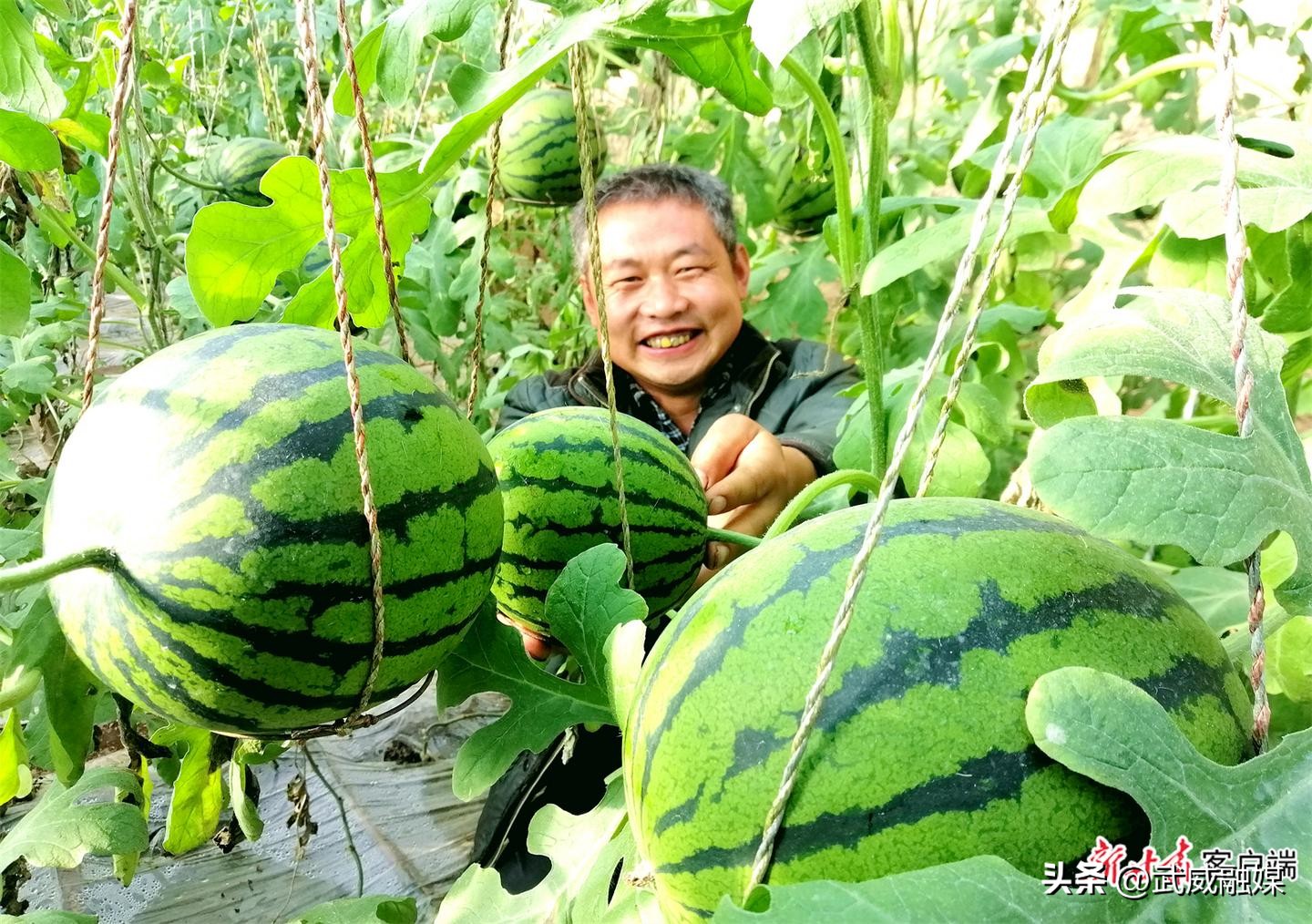 西瓜种植助力农民们增收致富,种植西瓜带动脱贫致富