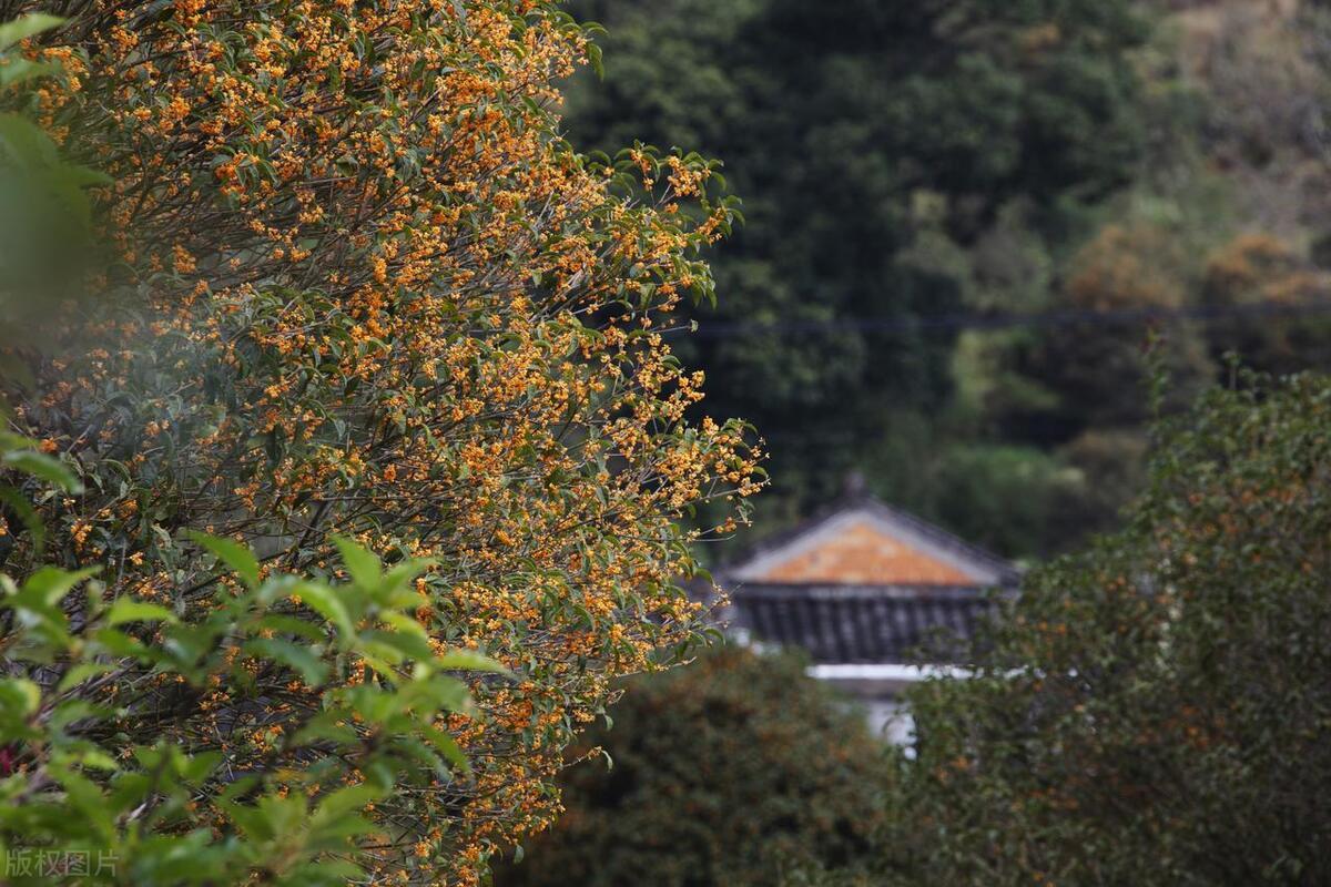 门前栽什么树聚财招财,门口种树富几代人