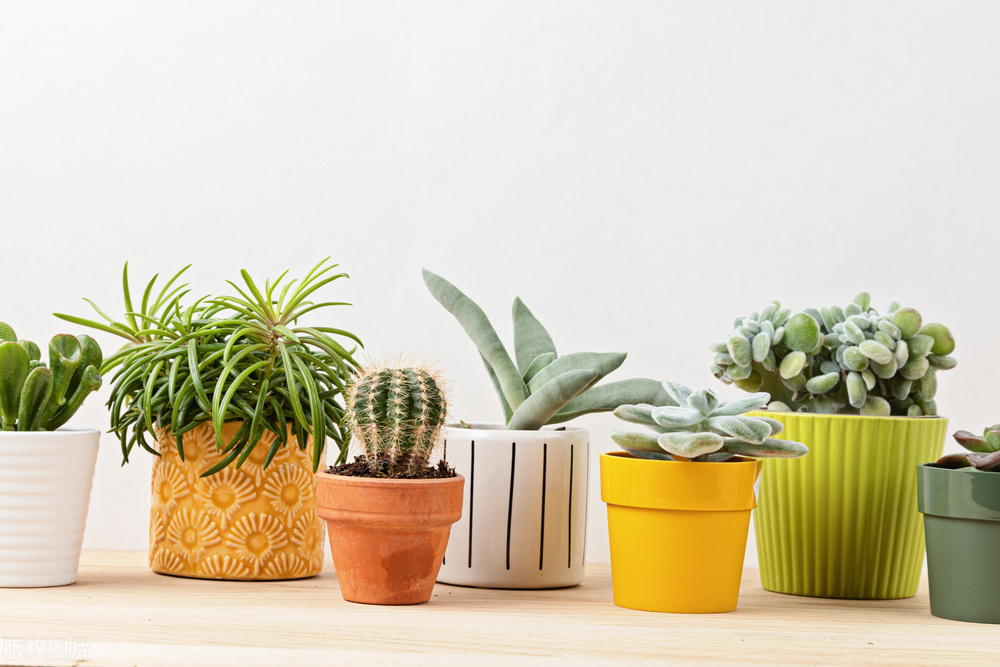 温煦花坊老花农都在用的养花绝招,花农绝不外传的8个养花施肥绝招