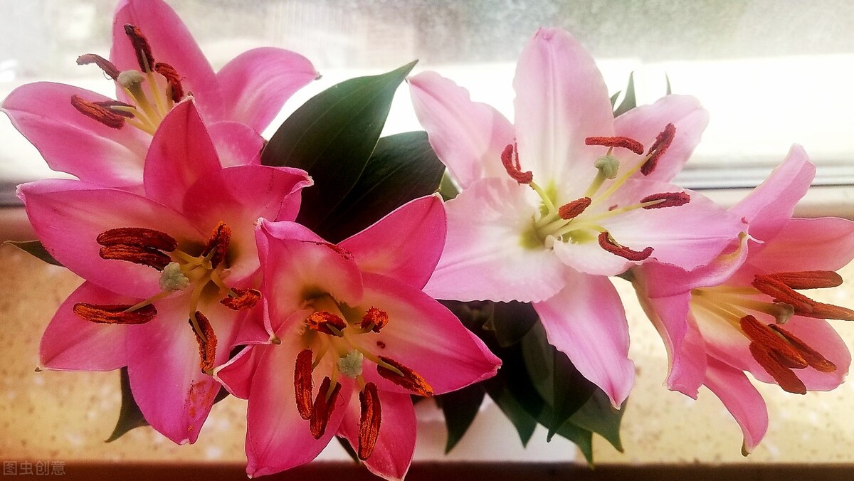 冬天香水百合种球怎样养护,香水百合冬天怎么样护理