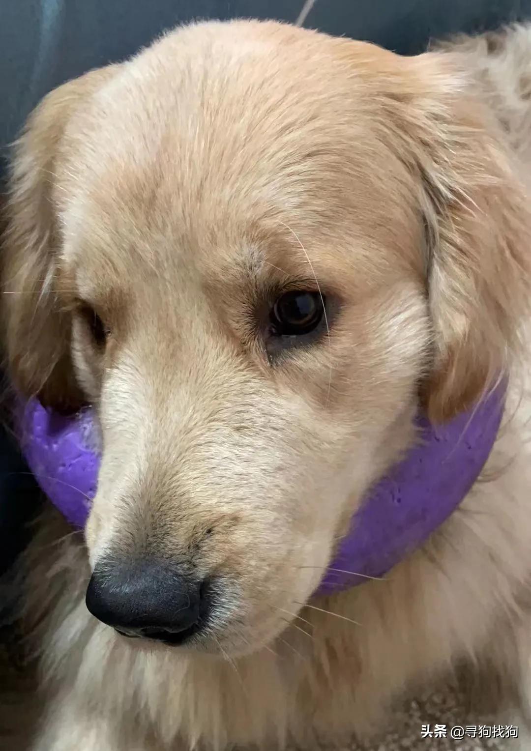 太原万柏林区领养狗,太原万柏林宠物领养