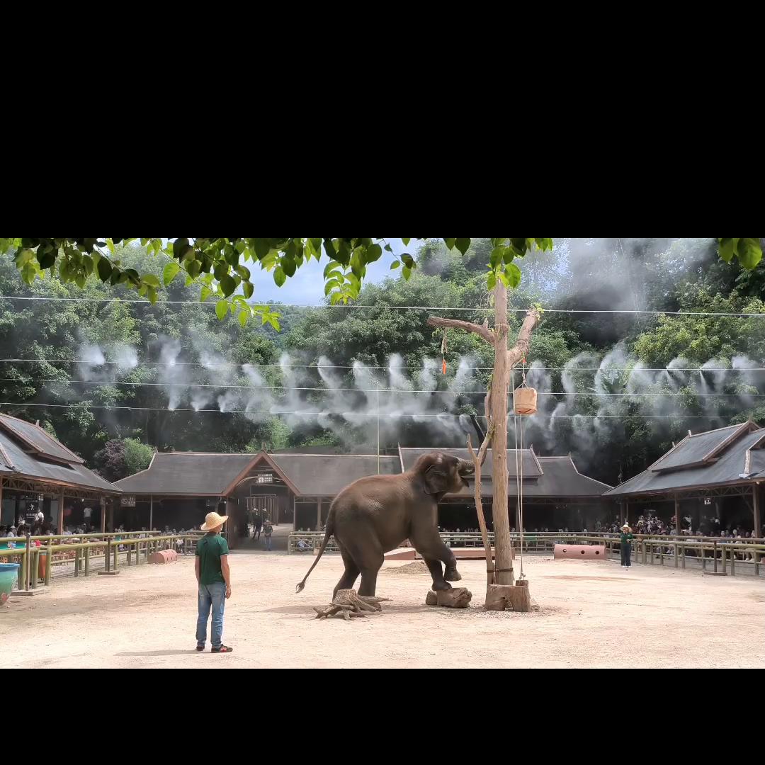 野象谷热带雨林景区,野象谷热带雨林景区表演时间
