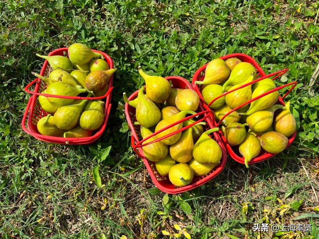 糖包子无花果新疆,糖包子无花果品种