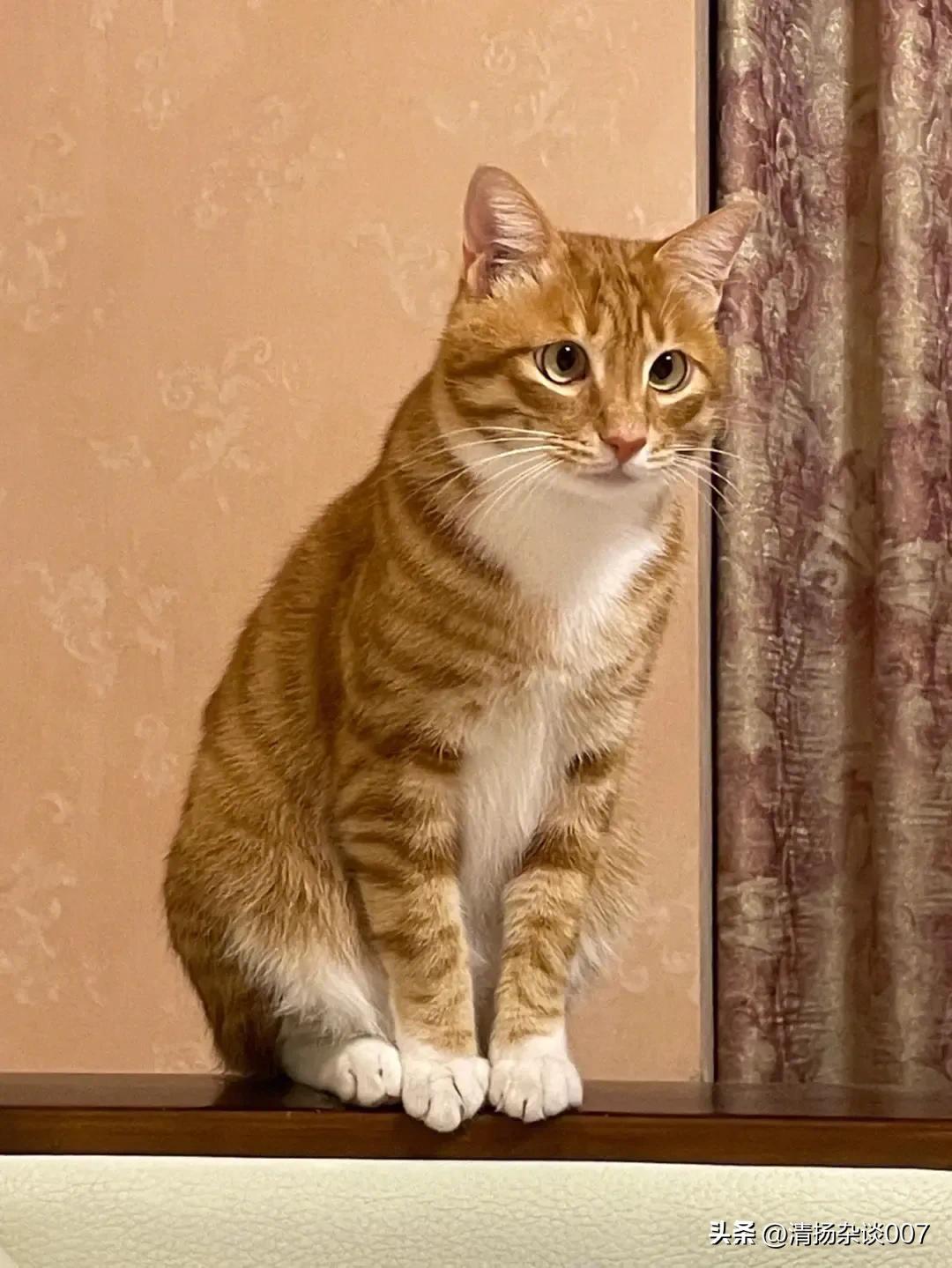 中华田园猫的品种介绍和图片大全,中华田园猫的眼睛是什么颜色的