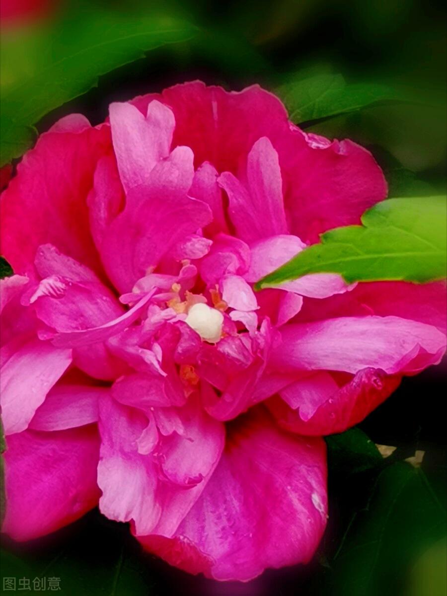 一花一世界一叶一花一菩提,春天来了一花一世界一叶一菩提