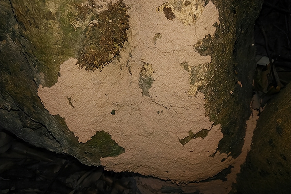 南京白蚁防治中心可免费除白蚁么,大树长白蚁找白蚁防治中心靠谱吗