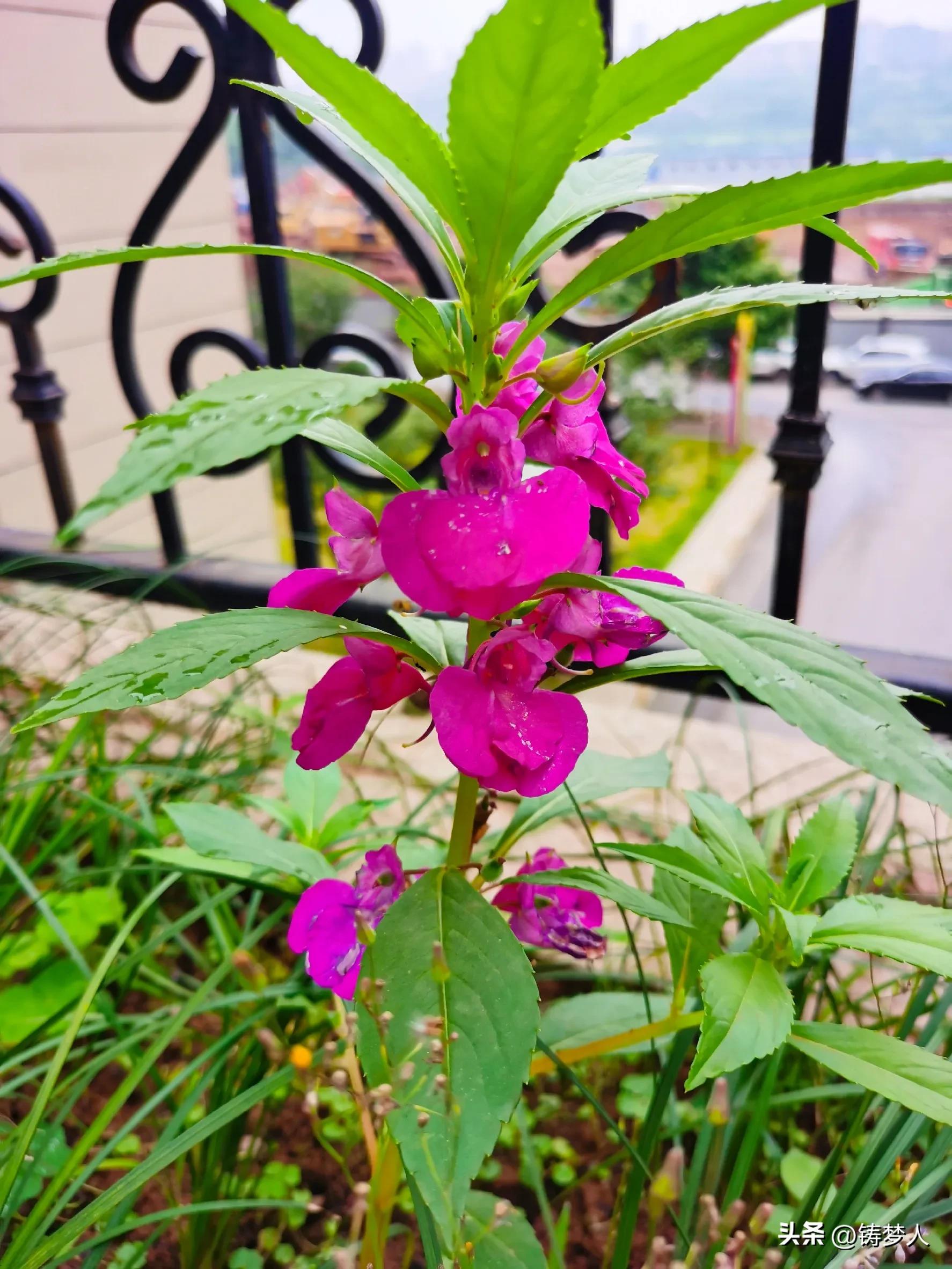 没有涂指甲油的指甲怎么涂指甲花,指甲花怎么弄颜色好看手还干净