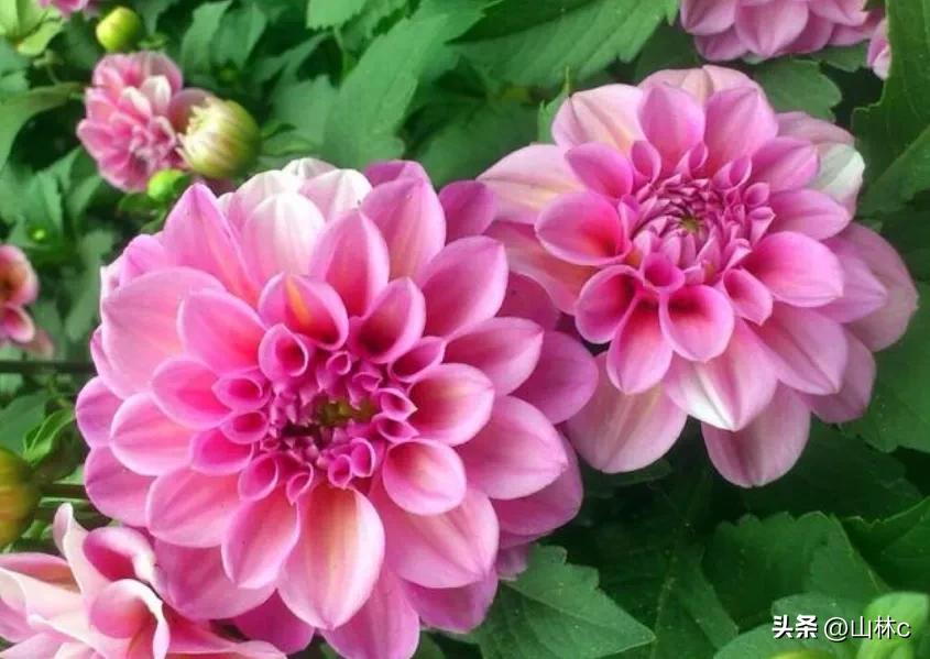 各种各样的鲜花尽情开放争芳斗艳,各种颜色的鲜花开得好美丽动人