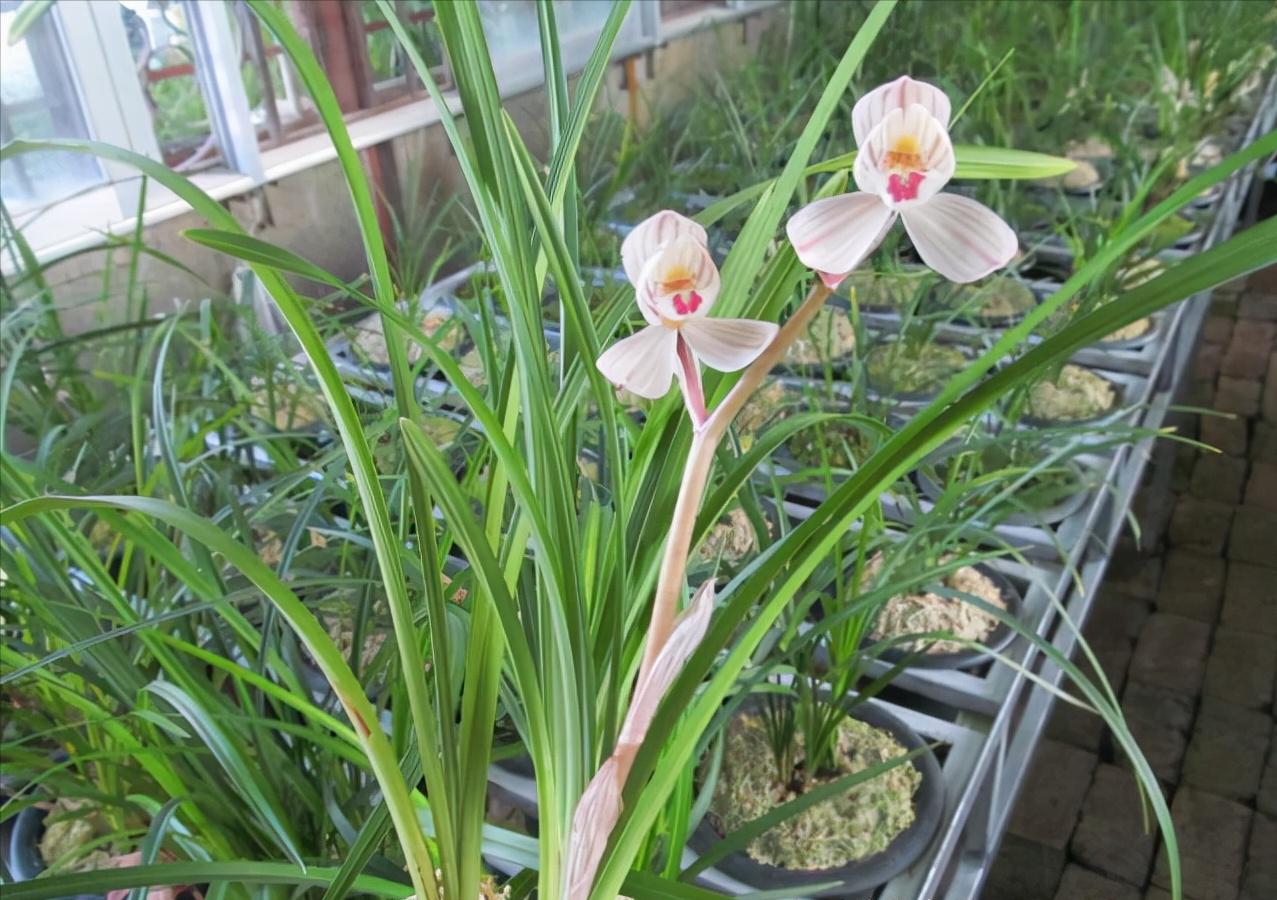 什么品种的兰花既香又好养,开花鲜艳比较香的兰花