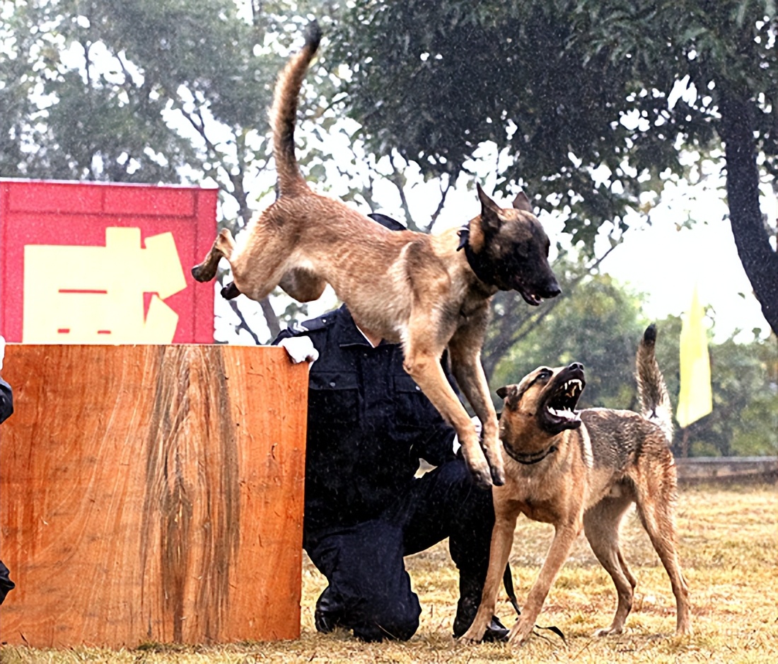 马犬为什么被大家养,马犬为什么现在没人愿意养了