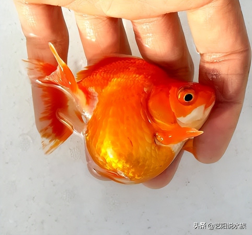 适合新手饲养的六种高颜值金鱼,推荐几款适合冬季饲养的金鱼