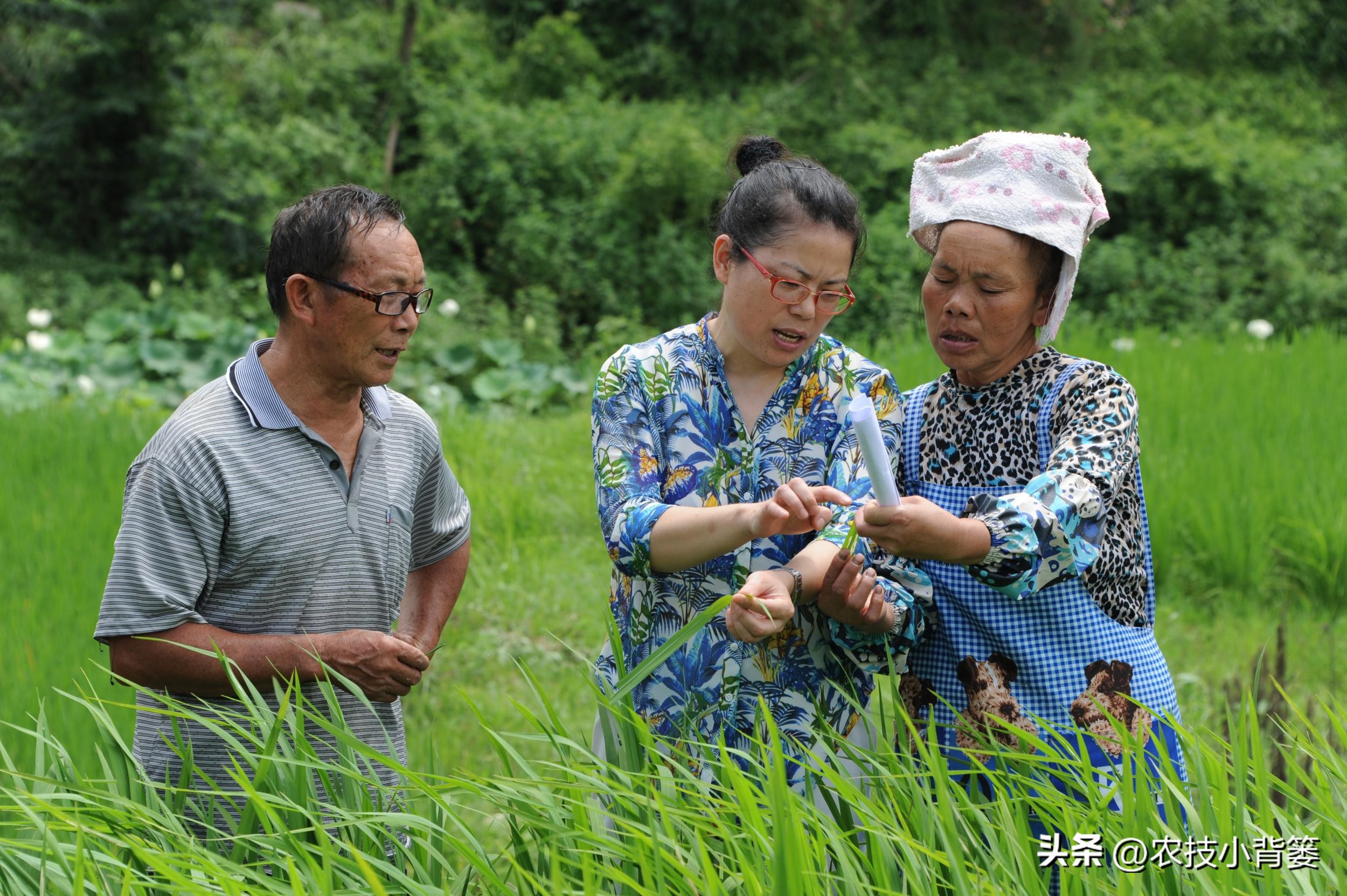 水稻稻苗发黄是什么病,水稻叶片发黄的原因及防治方法