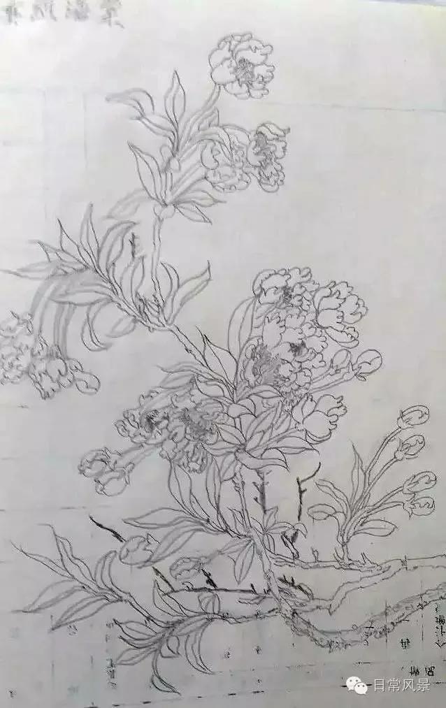 婆婆画画,婆婆画画教程