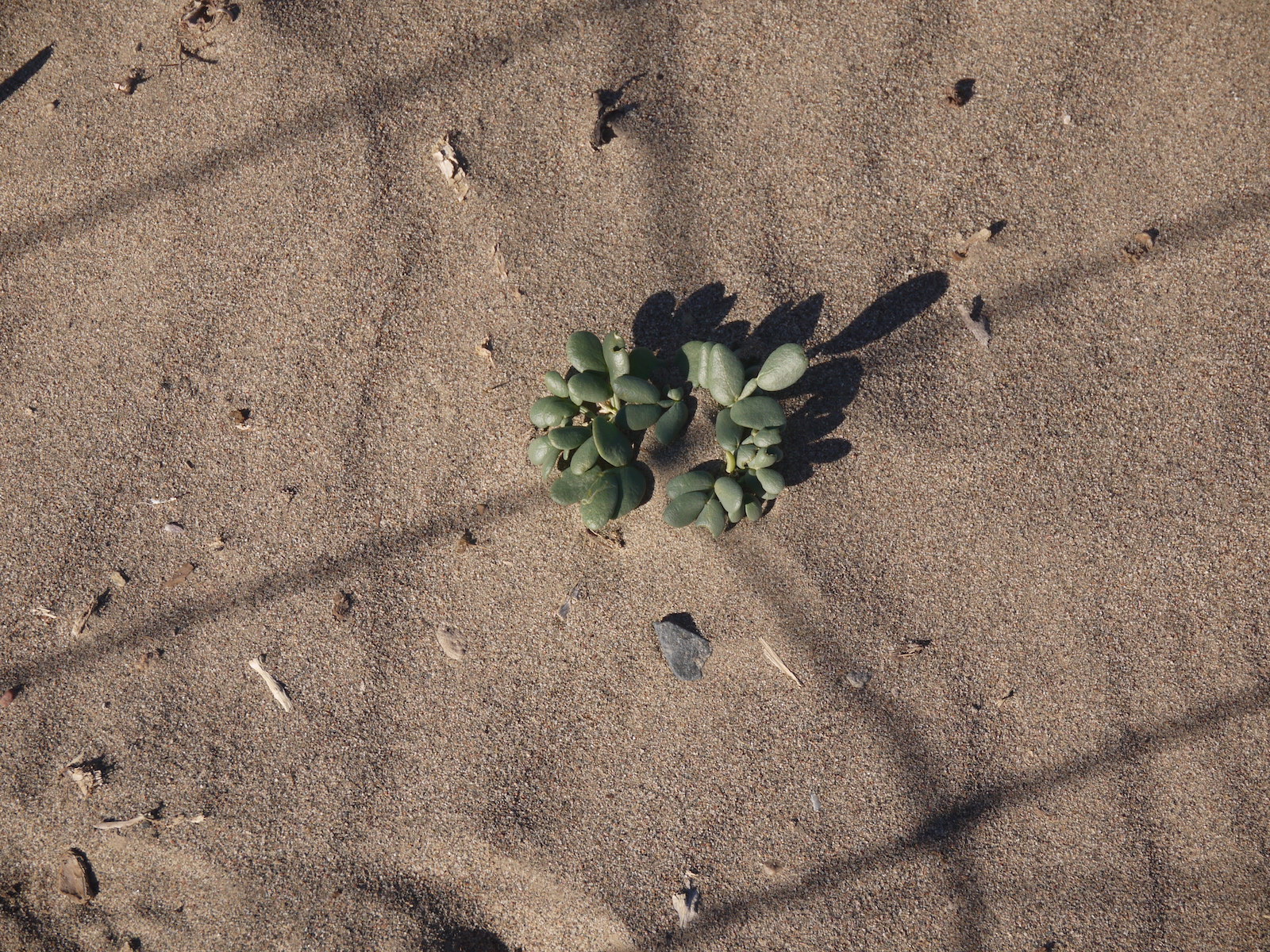 北京自驾额济纳胡杨林十天攻略,从北京到额济纳胡杨林线路