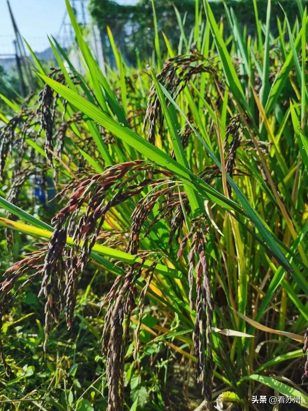 苏州有哪些著名的美食,苏州最出名的地方特色美食是什么