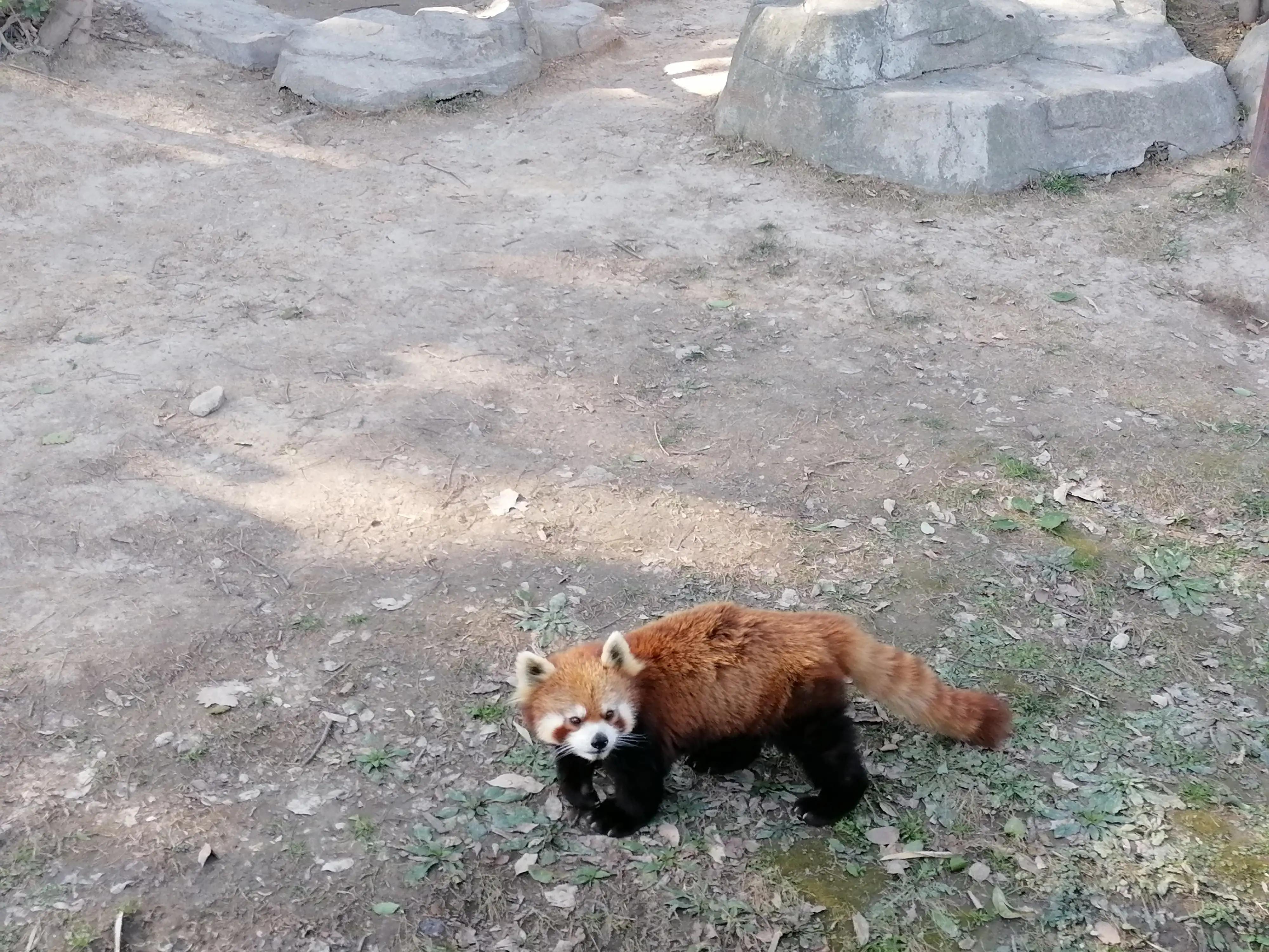 上海去大明山三日游,最新上海三日游攻略