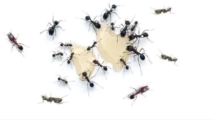 家里蚂蚁多用什么药灭蚂蚁,专业灭蚂蚁药