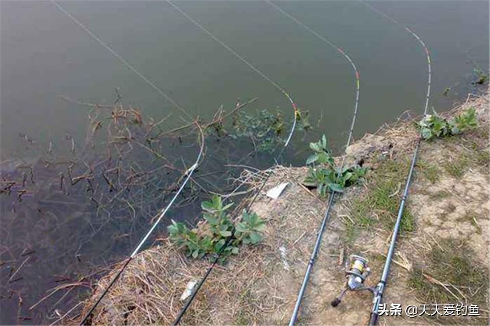 野钓串钩钓大鲤鱼绝招,野钓20几个钩叫什么钓法