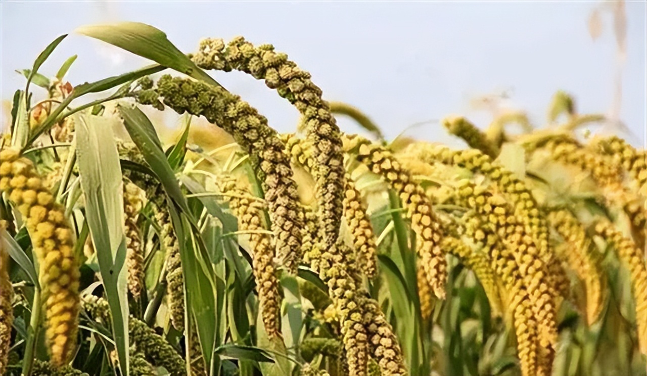 谷子的种植技术与管理课件,旱地谷子种植技术规范