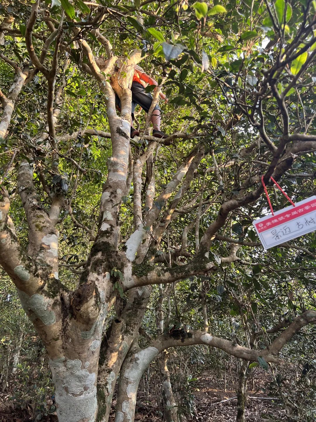 纯手工制茶的方法,手工制茶的过程