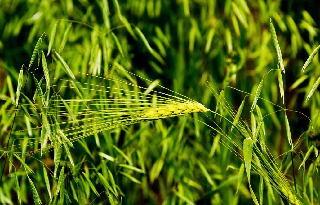 五谷杂粮食物图片大全大图,五谷杂粮图片大全大图真实