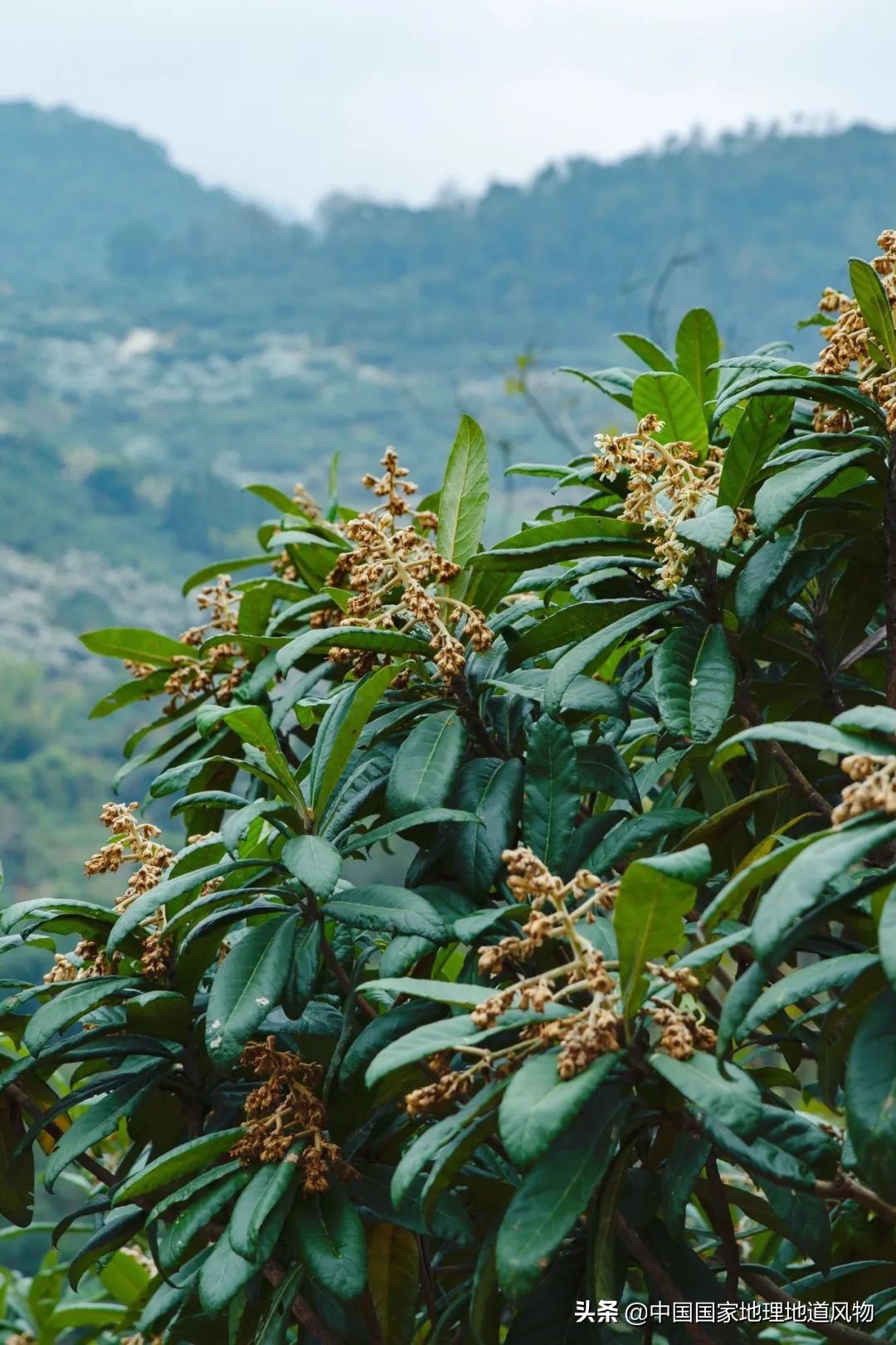 北方人认识枇杷吗,南方人有多爱嗦粉