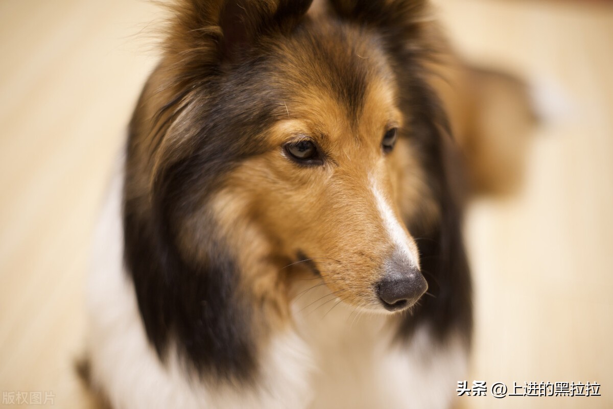 喜乐蒂牧羊犬品种,喜乐蒂牧羊犬品种简介