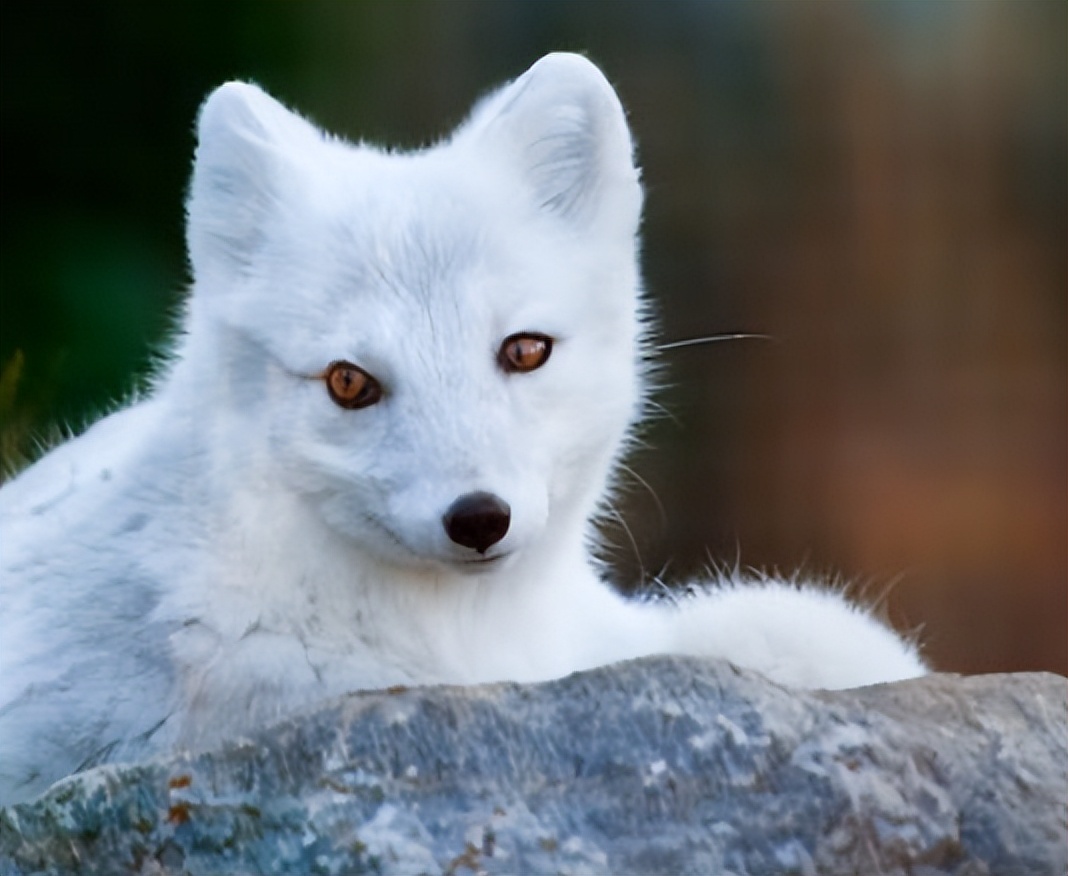 非洲最特殊的人群：血液堪比黄金，遗骸卖上百万，却无法健康成长