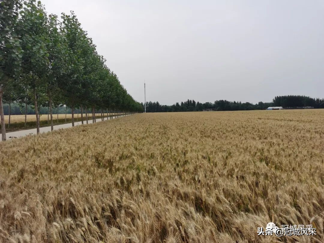 贾镇艾寨村,冠县艾寨