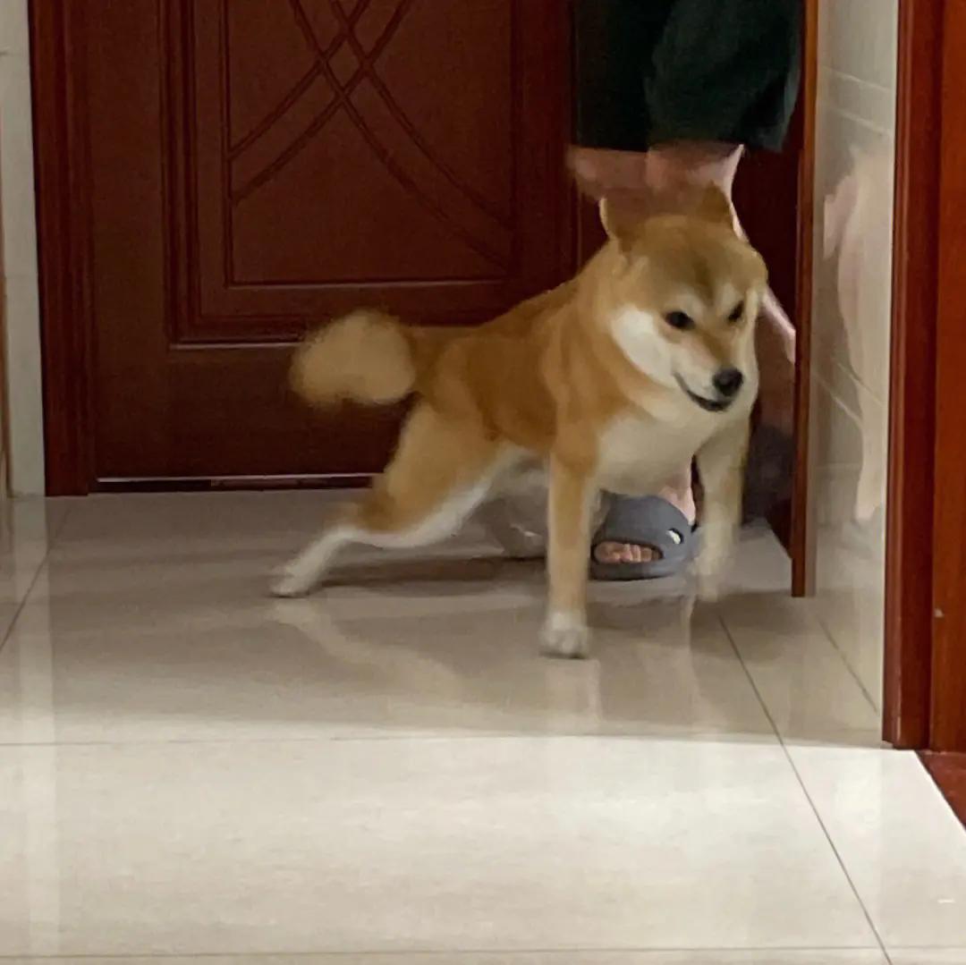 谁懂啊！回南天的养狗人家，惨过住鸡圈！pang臭！