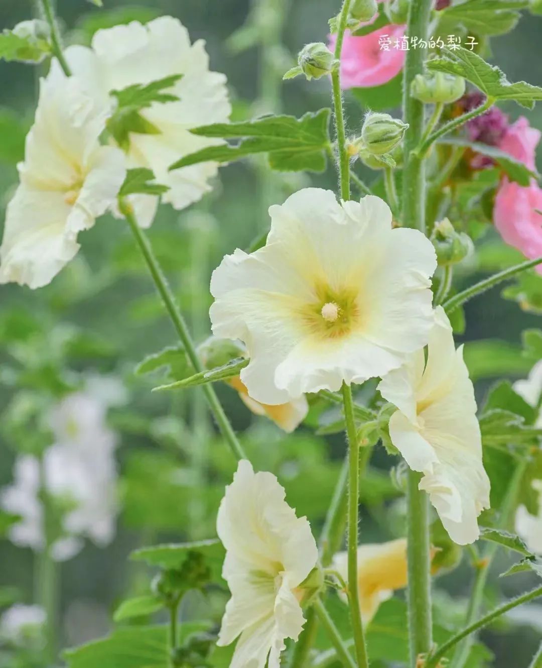 适合在路边种的野花,那些路边不起眼的花儿