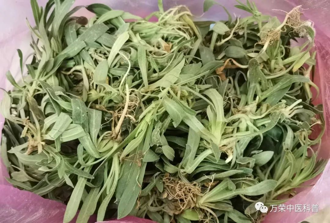 植物幼苗的发展过程详细,植物的幼苗在生长过程中