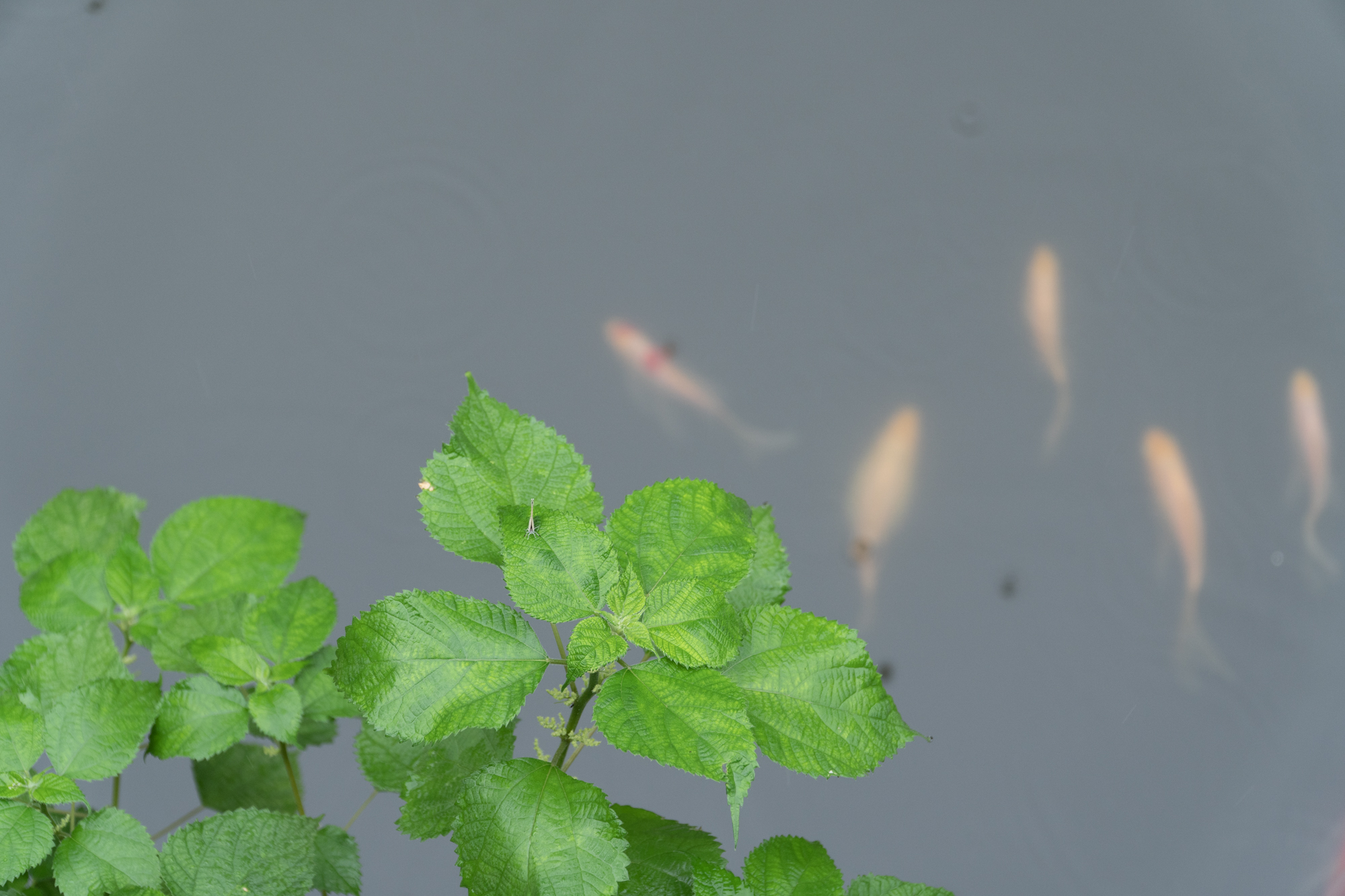 杭州附近古镇旅游乌镇,杭州西塘古镇有哪些景点