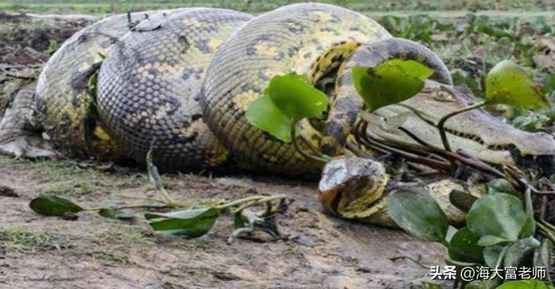 巨蟒大战恐鳄电影中巨蟒有几米,巨蟒大战恐鳄电影片段