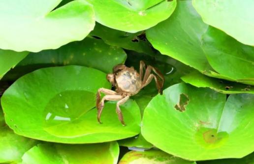 大闸蟹养殖致富路线,自己家如何养殖大闸蟹赚钱