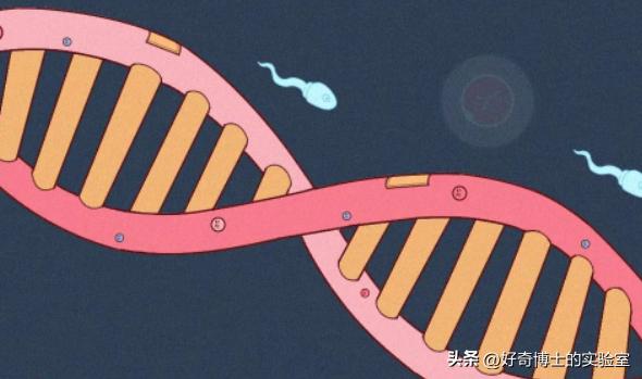 *生活性**时，男生的“18厘米”和“30分钟”哪个更重要？