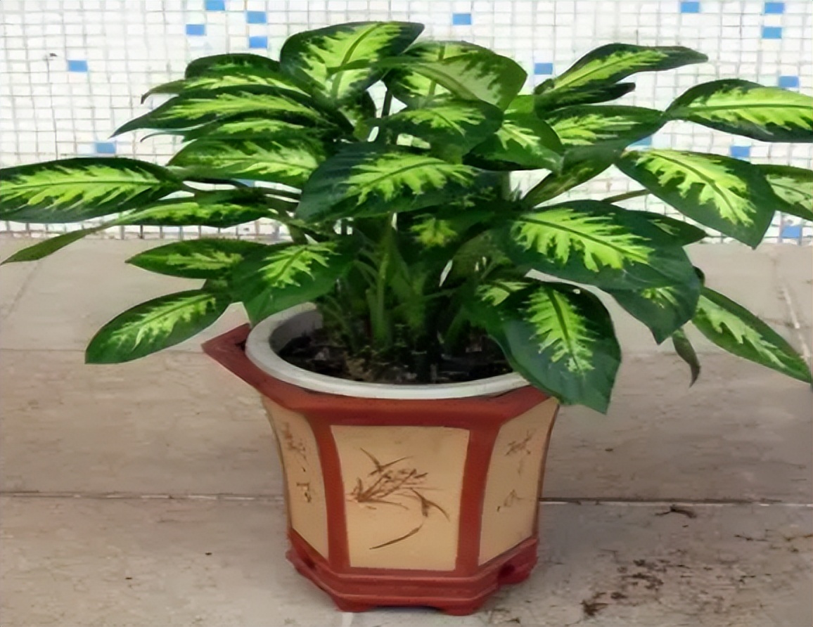 刚装修的新房放什么植物去甲醛,装修后去除甲醛放什么绿植