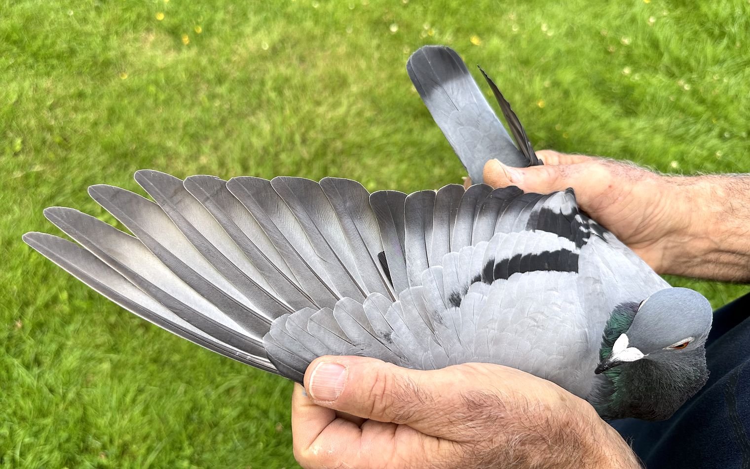 波治Ⅱ两万羽争锋速霸龙后代高速夺冠