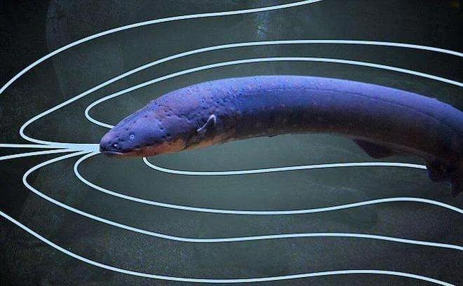 新能源电池突破也许还要靠它，地球上最会用电的动物-电鳗