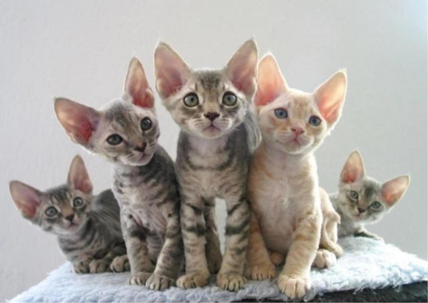 德文卷毛猫怎么看聋不聋,德文卷毛猫适合新手养吗