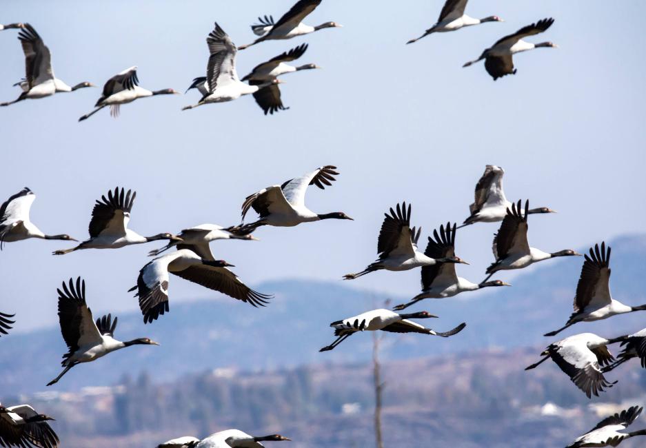 贵州高原上的明珠威宁草海,威宁县高原明珠最新视频