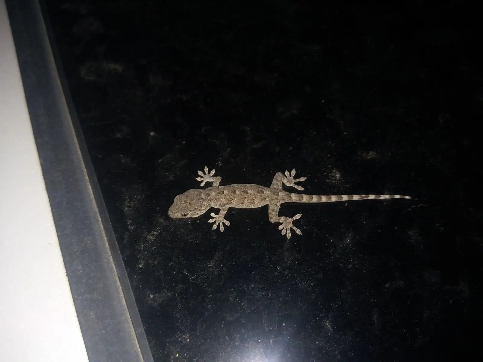 为什么许多人害怕壁虎？难道它真的有毒？