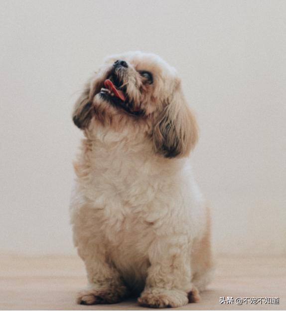 狗狗吐舌头才是健康的吗,狗狗吐舌头怎样是正常