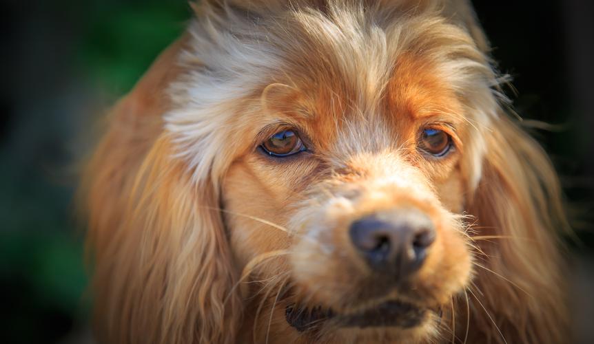 宠物去世后感慨的句子,宠物去世是什么感受