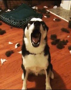 二傻子哈士奇怎么养,双血统哈士奇好养吗