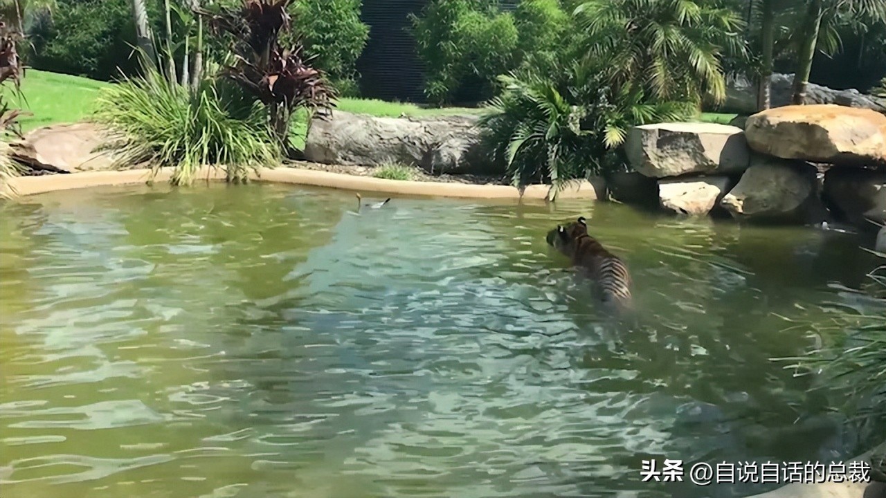 鸭：一鸭战四虎？弹射胜航母？鸭子的真相，也许超乎你的想象