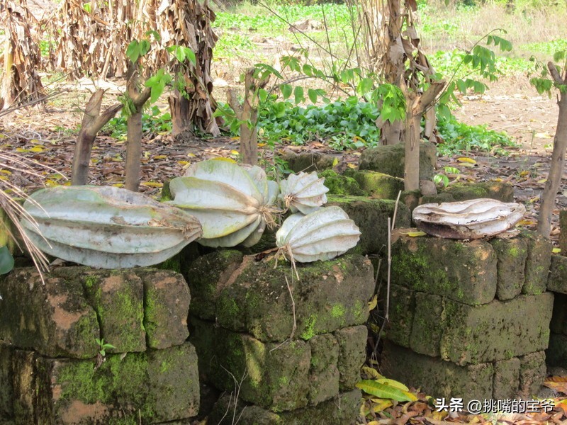 身处非洲，物种孤立进化的马达加斯加，各种奇瓜异果满岛飘香