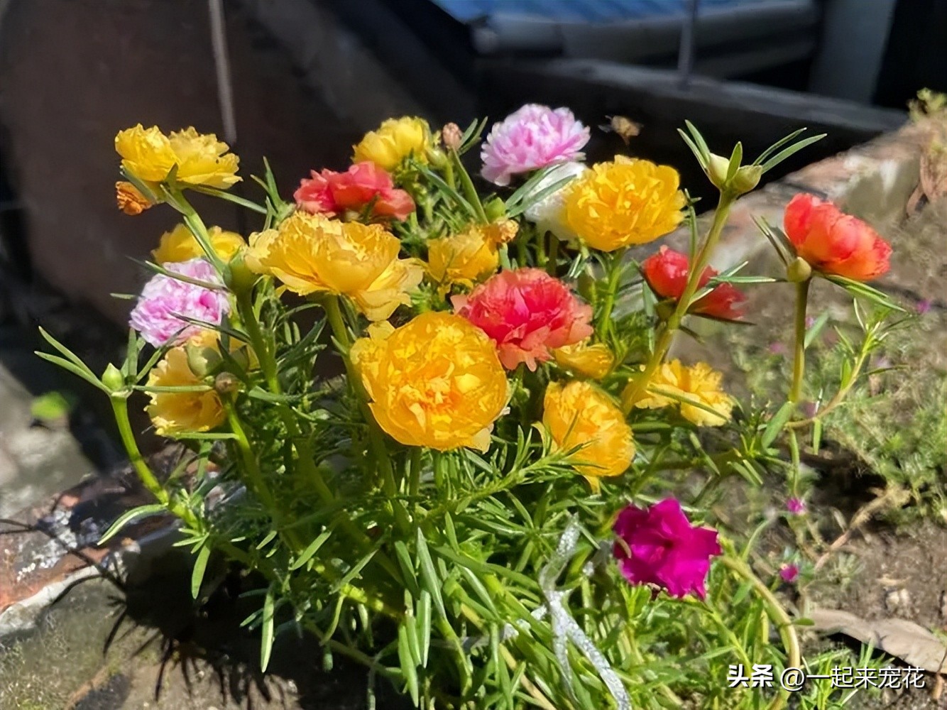 分享6种爱开花的“开花机器”，皮实好养适合新手，轻松开成花园