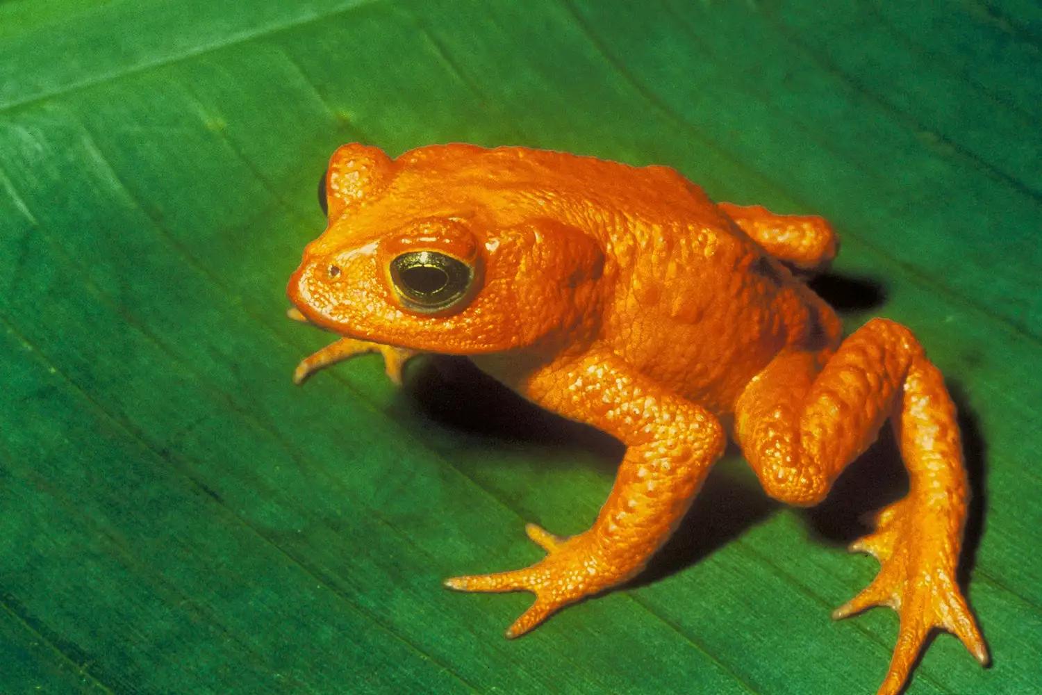 常见50种两栖动物图片,1分钟了解两栖动物